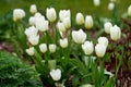 Beautiful, fresh white flowers growing in a quiet, peaceful garden on a sunny day. Many Tulips blooming in nature on a