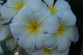 beautiful fresh white frangipani background Royalty Free Stock Photo