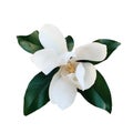 Beautiful fresh white magnolia flower with green leaves in full bloom.