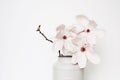 Beautiful fresh white magnolia flowers in full bloom in vase. Royalty Free Stock Photo