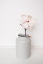 Beautiful fresh white magnolia flowers in full bloom in vase on white background. Royalty Free Stock Photo