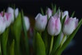 Beautiful, fresh, white-pink tulips in a vase. Photo with shallow depth of field for blurred background Royalty Free Stock Photo