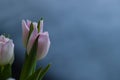Beautiful, fresh, white-pink tulips in a vase. Photo with shallow depth of field for blurred background Royalty Free Stock Photo