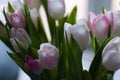 Beautiful, fresh, white-pink tulips in a vase. Photo with shallow depth of field for blurred background Royalty Free Stock Photo