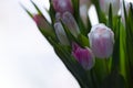 Beautiful, fresh, white-pink tulips in a vase. Photo with shallow depth of field for blurred background Royalty Free Stock Photo