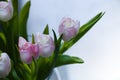 Beautiful, fresh, white-pink tulips in a vase. Photo with shallow depth of field for blurred background Royalty Free Stock Photo