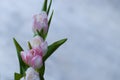 Beautiful, fresh, white-pink tulips in a vase. Photo with shallow depth of field for blurred background Royalty Free Stock Photo