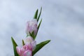 Beautiful, fresh, white-pink tulips in a vase. Photo with shallow depth of field for blurred background Royalty Free Stock Photo