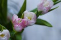 Beautiful, fresh, white-pink tulips in a vase. Photo with shallow depth of field for blurred background Royalty Free Stock Photo