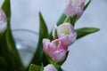 Beautiful, fresh, white-pink tulips in a vase. Photo with shallow depth of field for blurred background Royalty Free Stock Photo