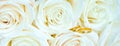 Beautiful fresh white roses with gold rings, wedding concept