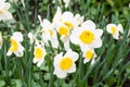 Beautiful fresh white and yellow narcissus, daffodils grow in a spring garden Royalty Free Stock Photo