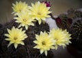 Beautiful fresh yellow cactus blooming flower Royalty Free Stock Photo