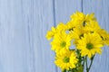 Beautiful fresh yellow chrysanthemum on blue wooden background, close-up shot, yellow daisies flowers Royalty Free Stock Photo