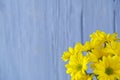 Beautiful fresh yellow chrysanthemum on blue wooden background, close-up shot, yellow daisies flowers. Royalty Free Stock Photo