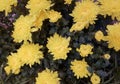 Beautiful Fresh Yellow Chrysanthemum Flowers in Garden Royalty Free Stock Photo