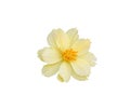 Beautiful fresh yellow cream cosmos flower blooming and orange pollen. Isolated on white background with clipping path