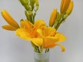 Beautiful fresh yellow daylilies in a vase on a white background Royalty Free Stock Photo