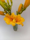 Beautiful fresh yellow  daylilies in a vase on a white background Royalty Free Stock Photo