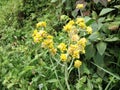 Beautiful fresh yellow flower blooming at the side of agriculture farm in Nepal Royalty Free Stock Photo