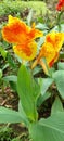 Beautiful and fresh yellow Kanna Lily flowers. Royalty Free Stock Photo