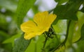 A beautiful fresh yellow male luffa or loofah flower