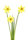 Beautiful fresh yellow narcissus flowers isolated over white background. Royalty Free Stock Photo
