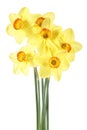 Beautiful fresh yellow narcissus flowers isolated over white background. Royalty Free Stock Photo