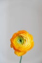 Beautiful fresh yellow ranunculus flower in full bloom against white background Royalty Free Stock Photo