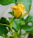 Beautiful fresh yellow single rose flower in the garden close up. Royalty Free Stock Photo