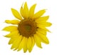 Yellow Sunflower Flower. Closeup Isolated on White Background Royalty Free Stock Photo