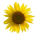 Yellow Sunflower Flower. Closeup Isolated on White Background Royalty Free Stock Photo