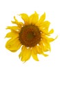 Yellow Sunflower Flower. Closeup Isolated on White Background Royalty Free Stock Photo