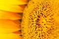 Beautiful fresh yellow sunflower macro shooting. Sunflower blooming Close-up. Sunflower natural background. Flower card, wallpaper Royalty Free Stock Photo