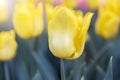 Beautiful fresh yellow tulip flower over blurred flower garden background with morning warm light Royalty Free Stock Photo