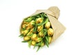 Beautiful fresh yellow Tulips isolated on white background Royalty Free Stock Photo