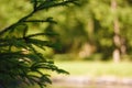 Beautiful fresh young fir tree branches on green blurry background, soft focused closeup shot. Flora and nature Royalty Free Stock Photo