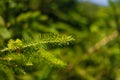 Beautiful fresh young fir tree branches on green blurry background, soft focused closeup shot. Flora and nature Royalty Free Stock Photo