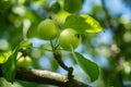 Beautiful and fresh young green apple on branch summer on blur bokeh background