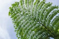 Beautiful fresh young green leaves of giant mountain fishtail palm