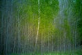 A beautiful, freshly blooming birch trees in spring. New green birch leaves in morning light.