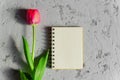 Beautiful freshly cut pink tulip and empty blank spyral note book on gray concrete background. Mock up with copy space Royalty Free Stock Photo