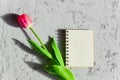 Beautiful freshly cut pink tulip and empty blank spyral note book on gray concrete background. Mock up with copy space