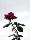 Beautiful freshly flowered red rose Royalty Free Stock Photo