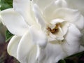 Beautiful freshly flowered white jasmine with spider perched on its petals in the sunny spring garden