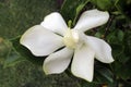 Beautiful freshly flowered white jasmine in the sunny spring garden Royalty Free Stock Photo