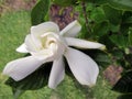 Beautiful freshly flowered white jasmine in the sunny spring garden