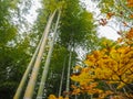 Beautiful freshness bamboo forest with colorful yellow tree in autumn season for background Royalty Free Stock Photo