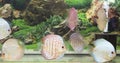 Beautiful freshwater aquarium with discus fishes