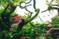 Beautiful freshwater aquascape with live aquarium plants